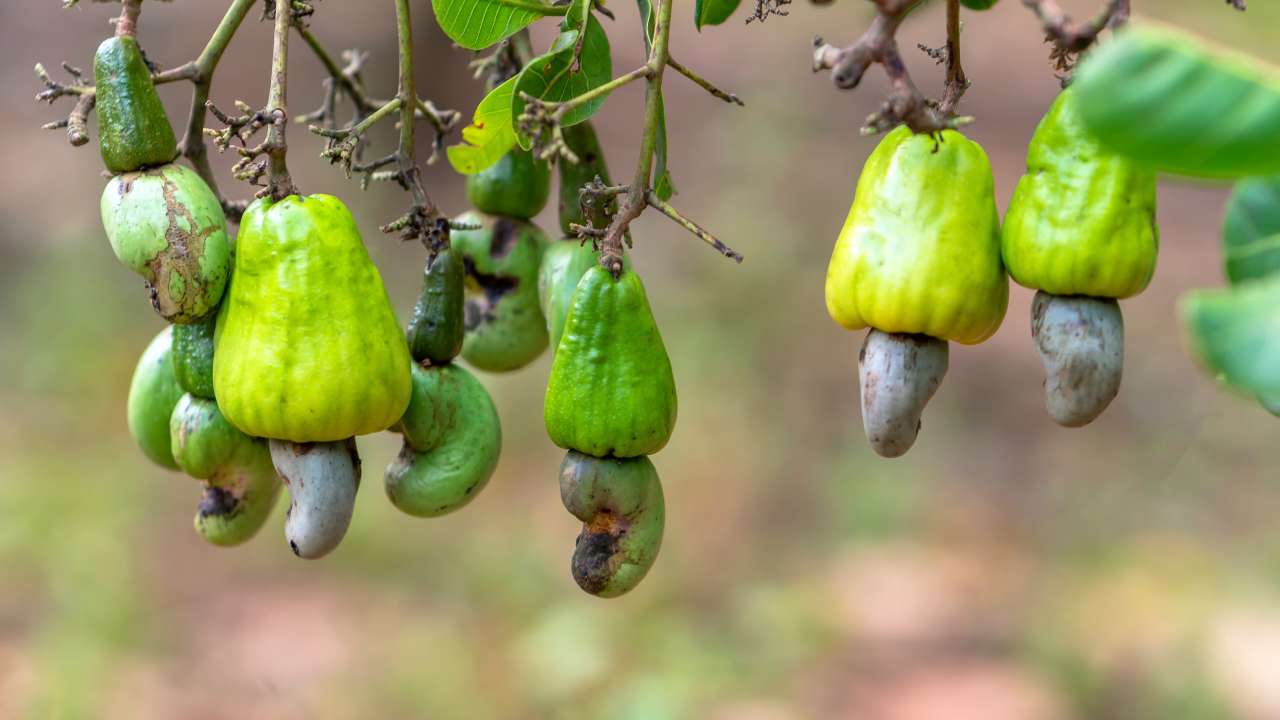 bg-cashewseeds