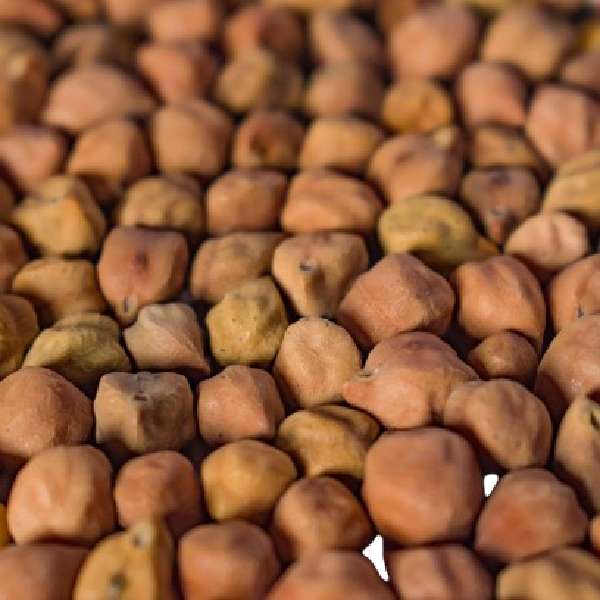 desi chickpeas img1