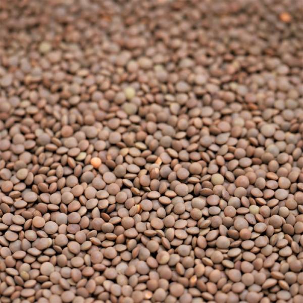 red-lentil-img