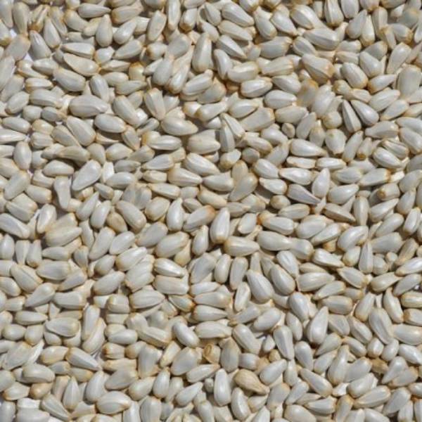 safflower-seeds-img