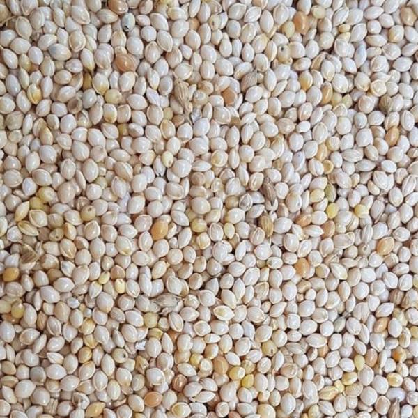 yellow-millet-img